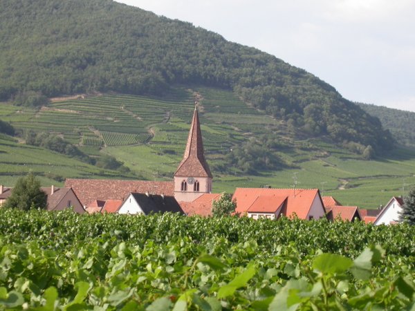 Le clocher de Kientzheim au milieu des vignes