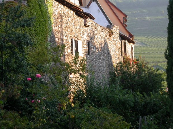 Le rempart couvert de verdure, les vignes au fond