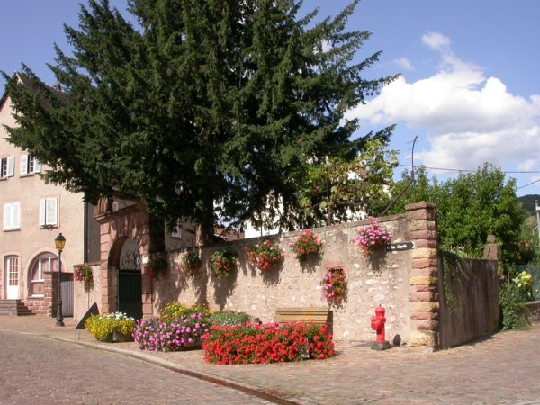 Une ruelle pavée le long du mur fleuri